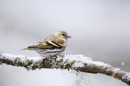 Eurasian siskin (Spinus spinus) female in snowfall sitting on a branch in early spring.の写真素材