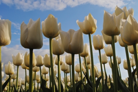 White tulips fields in the spring of The Netherlands の写真素材