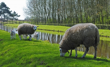Sheeps and lambs in a meadow in Hazerswoude, The Netherlands の写真素材