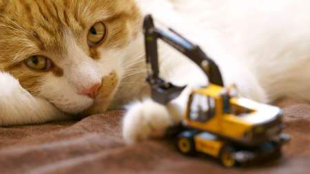 playing cat excavatorの写真素材