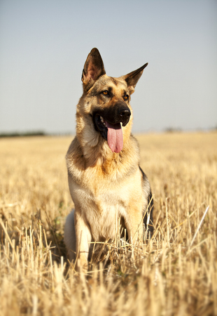 a beautiful German shepherd sitting happily in a field and looks aroundの写真素材