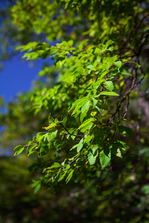 Green leaves in the sun