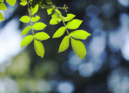 Green leaves in the sun in the middle of springの写真素材