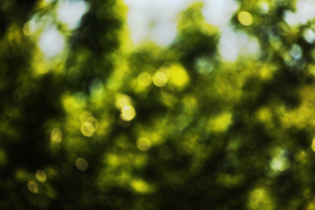 Green leaves in the sun in the middle of springの写真素材