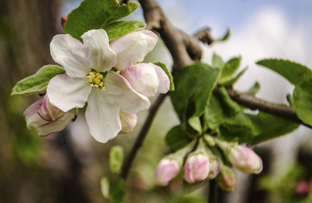 apple tree flowersの写真素材