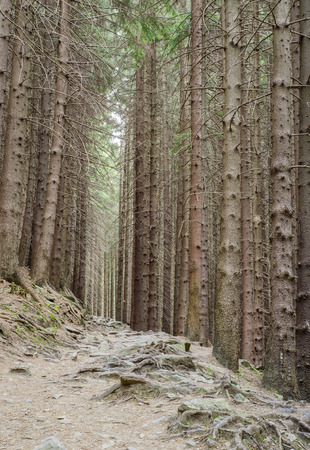 mountain path among the spruce 2の写真素材