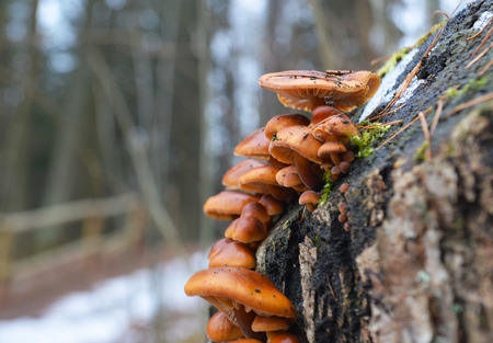 mushrooms on an old stump in the parkの写真素材