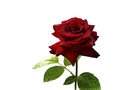 red rose on a white backgroundの写真素材