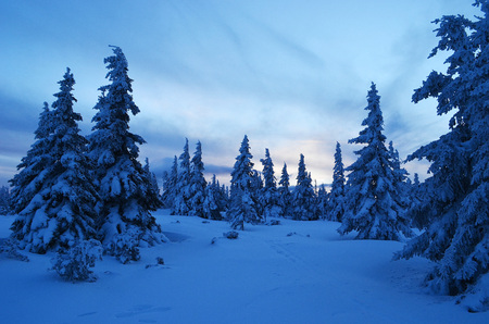 sunset in a snowy forestの写真素材