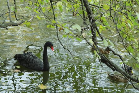 black swan floating in the pond of an autumn dayの写真素材