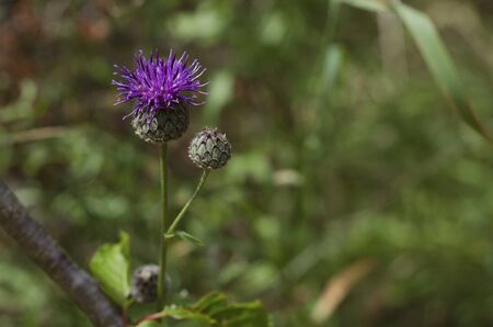 blooming blue flowers artichoke thistleの写真素材