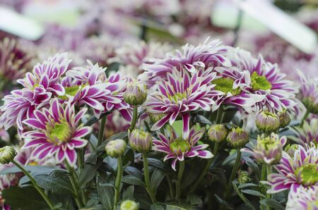 Chrysanthemums are now mostly grown as decorative plants, but there are some species that are used as a medicinal plantの写真素材