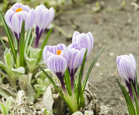 crocuses blooming in early spring 7の写真素材