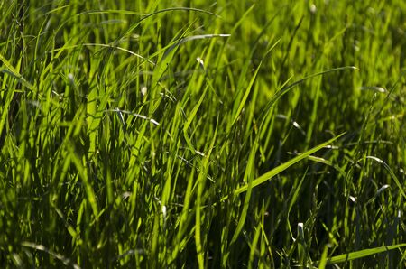 Green juicy grass in the rays of lightの写真素材