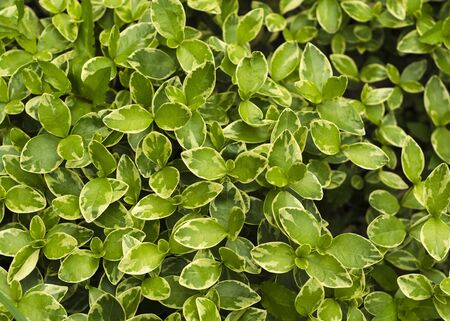 Green leaves with a white edge winter creeperの写真素材