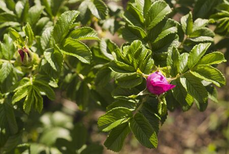pink rosehip flower in the sun 2の写真素材