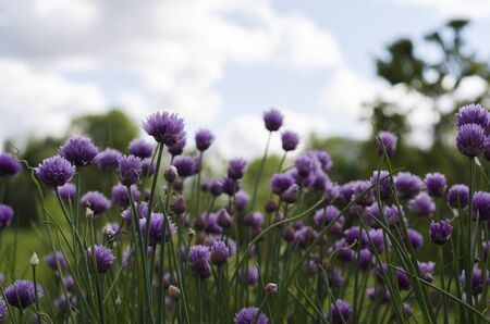Purple Green Onion Flowers Against A Blue Sky 5の写真素材