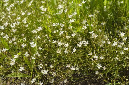 small flowers of white color