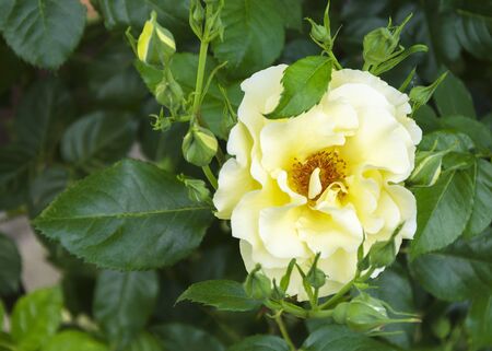 rose flower on a background of green leaves 2の写真素材