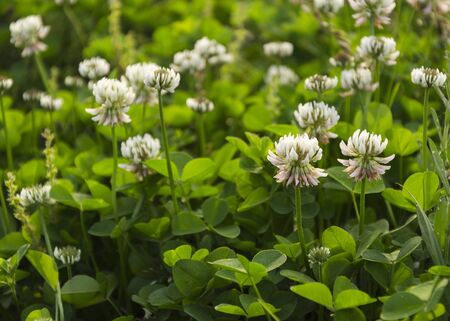 clover flowers with green foliageの写真素材