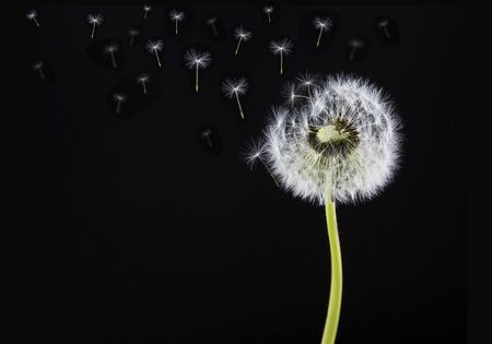dandelion on a black background 2の写真素材