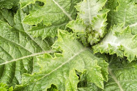 thistle plant with young leaves close upの写真素材