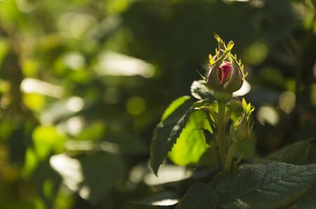 unopened red rose flower 2の写真素材