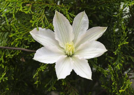 White Clematis flower in a garden 2の写真素材