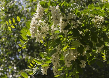 white flowers Acacia white Robinia pseudoacacia 2の写真素材
