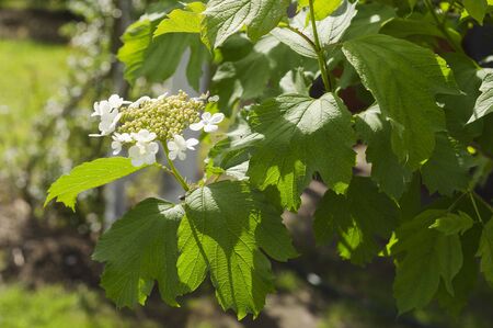 white viburnum flowers and green foliageの写真素材