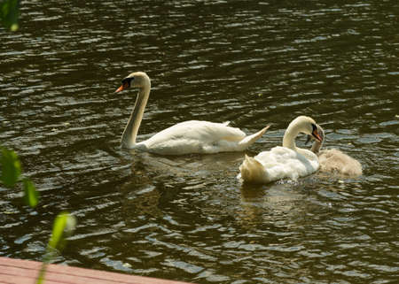 adult swans and cubs swim in a pondの写真素材