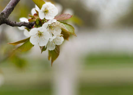 cherry branch with flowers in the garden 2の写真素材