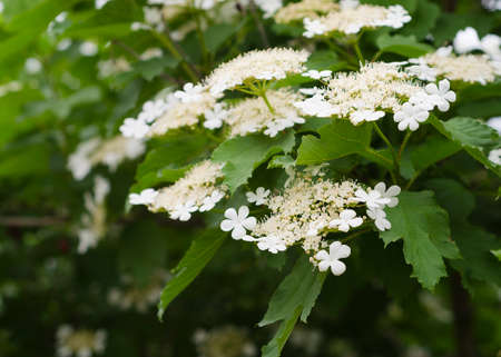 white viburnum flowers and green leavesの写真素材