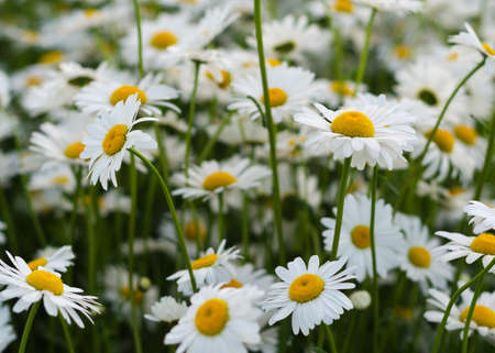 Daisy flower on green meadow 3の写真素材