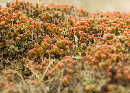 Long lush moss in the forest 2の写真素材