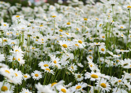 Daisy flower on green meadow 2の写真素材