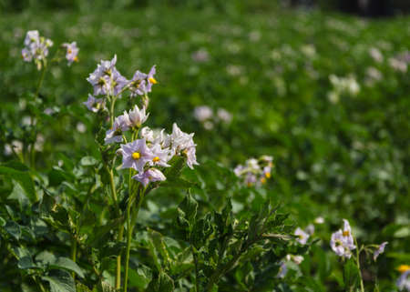Close up of a potato field 2の写真素材