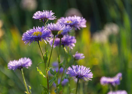 Symphyotrichum novae-angliae Michaelmas chamomile in bloom, autumn decorative herbaceous perennialの写真素材
