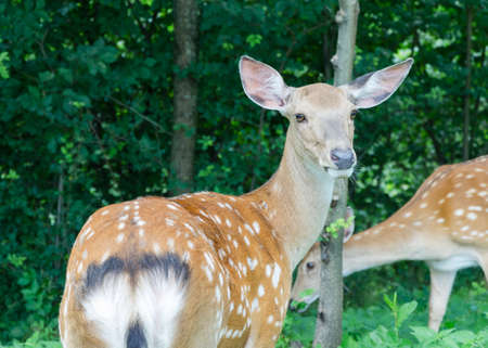 deer in the park 24の写真素材