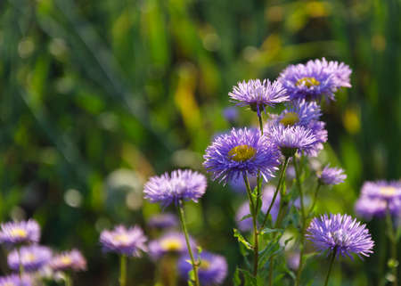 Symphyotrichum novae-angliae Michaelmas chamomile in bloom, autumn decorative herbaceous perennial 2の写真素材