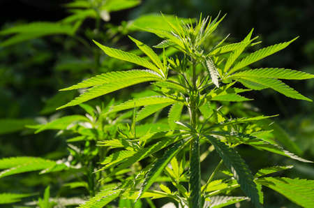 Green background of leaves. Young cannabis plant 3の写真素材