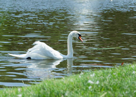 Whine swan floating in the pondの写真素材