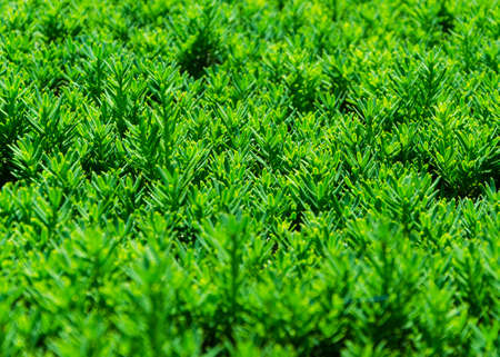green trimmed bushes close up 2の写真素材