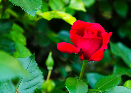 rose flower on a background of green leaves 5の写真素材