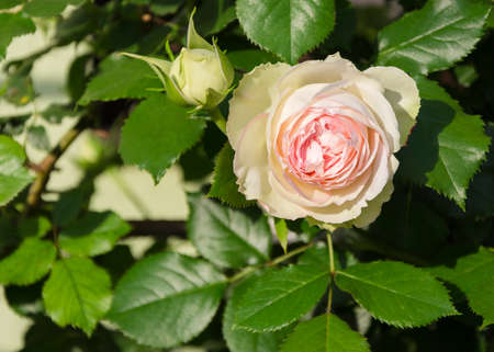 rose flower on a background of green leavesの写真素材