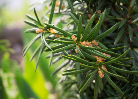 coniferous plant with pollen on the branches