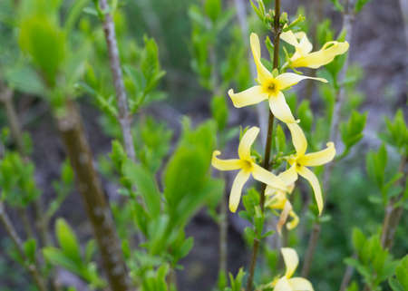 yellow forsythia bush flowers in springの写真素材