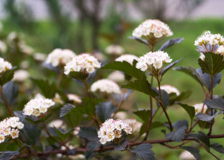Beautiful blooming white spirea flowers. white spring flowers