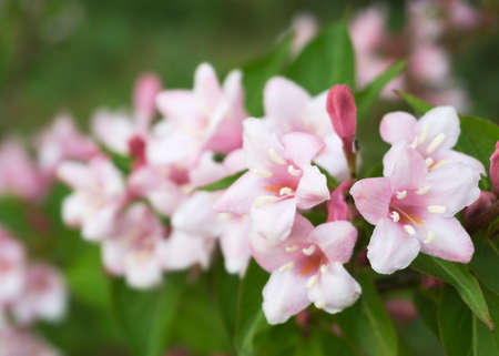 pale pink flowers of Kolkwitzia amabilisの写真素材
