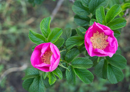 pink rosehip flower in the sunの写真素材
